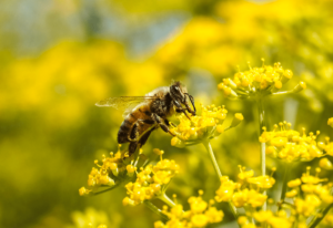 bee on fennel flower california 2021 08 30 16 45 13 utc