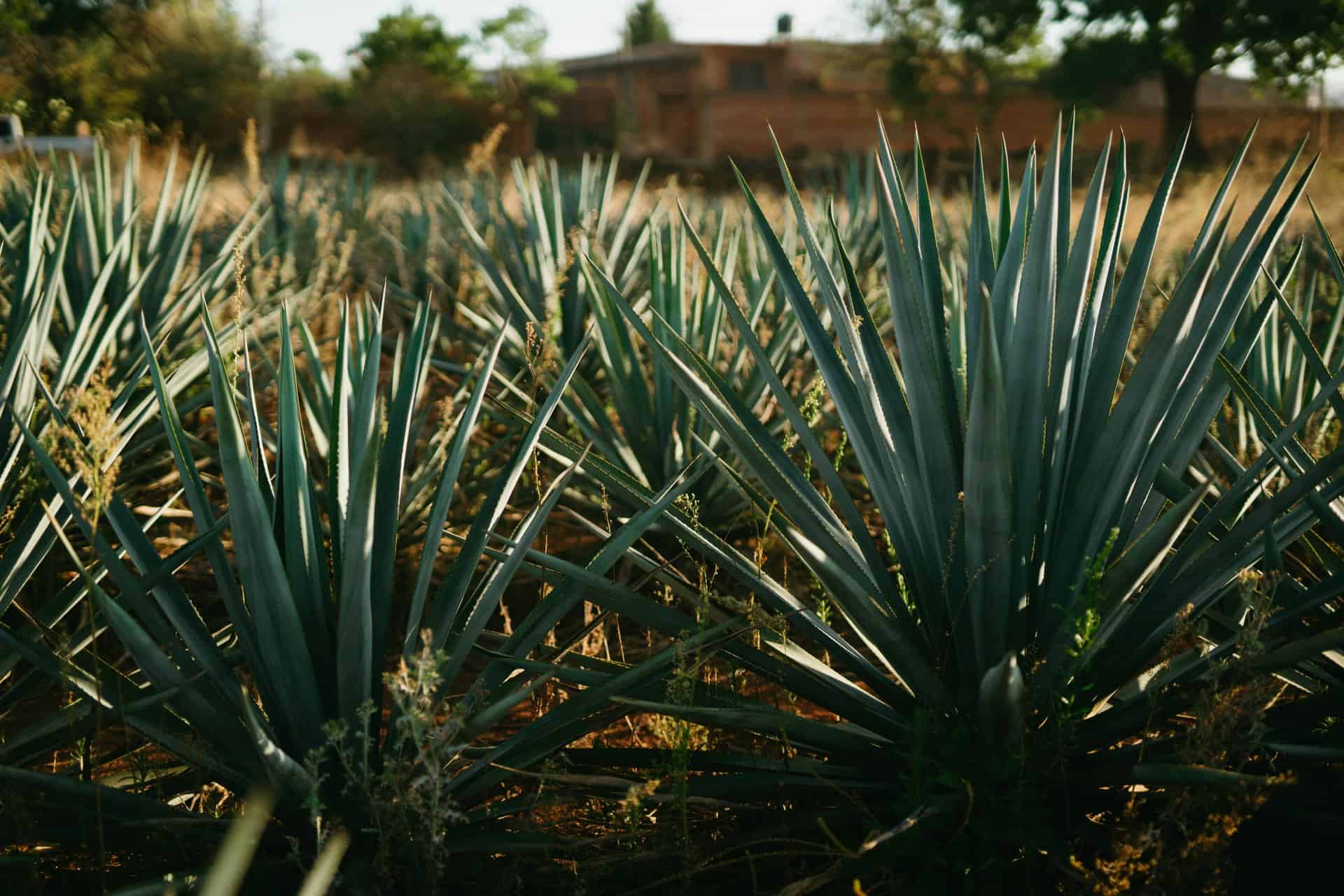 Agave