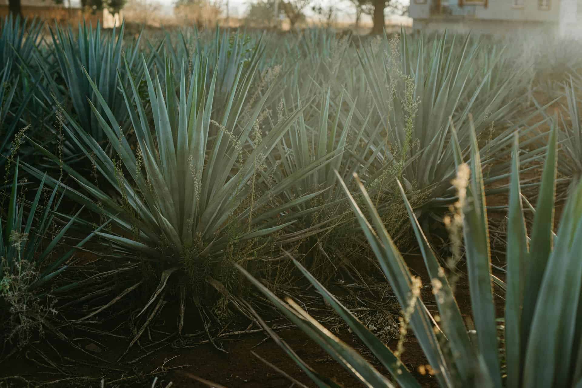 Champs d'Agave