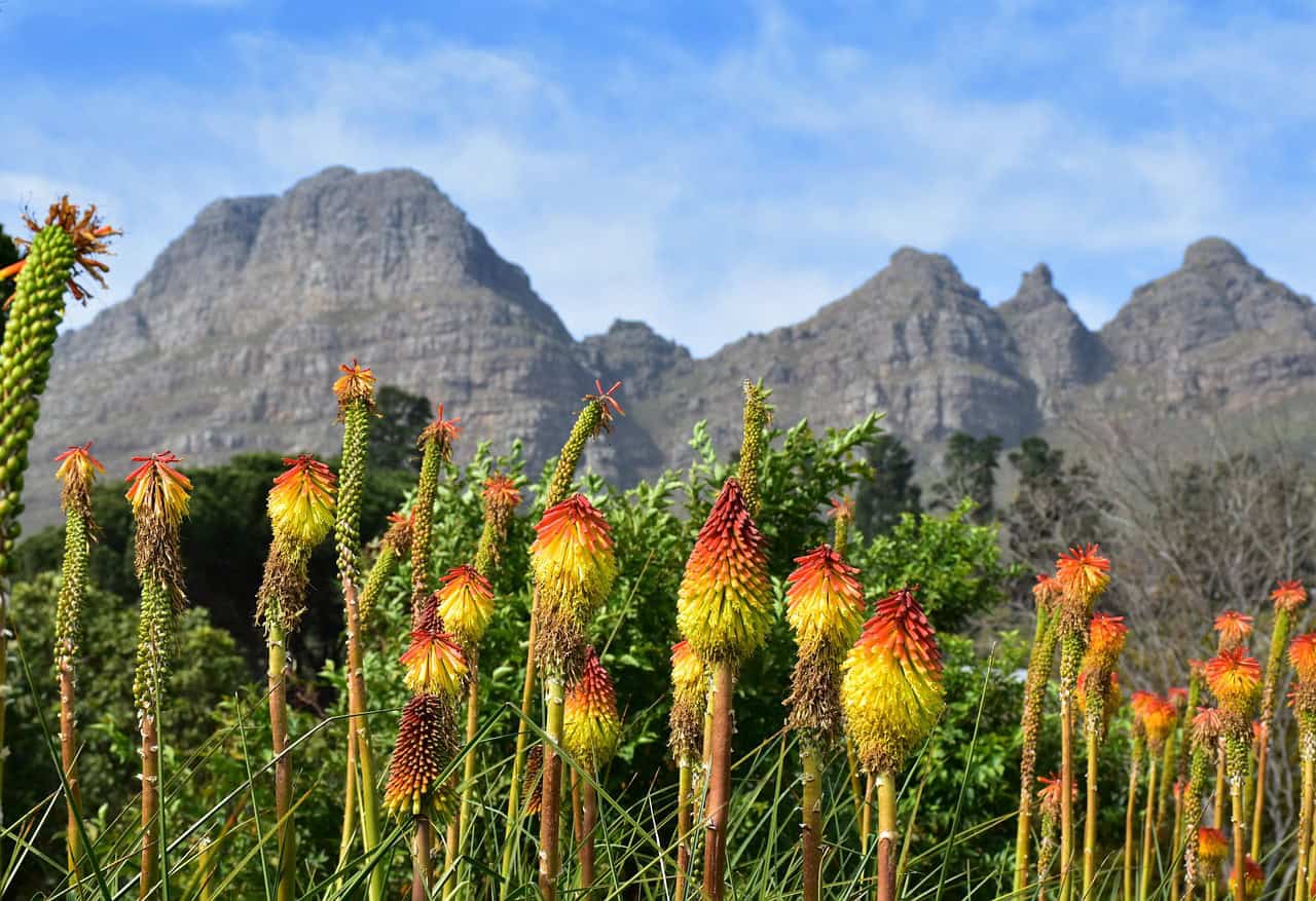 Fynbos