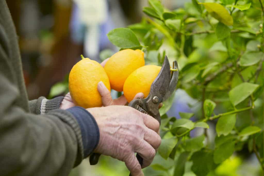 cutting yellow lemons