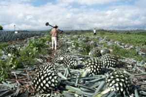fammer with agave plant 1