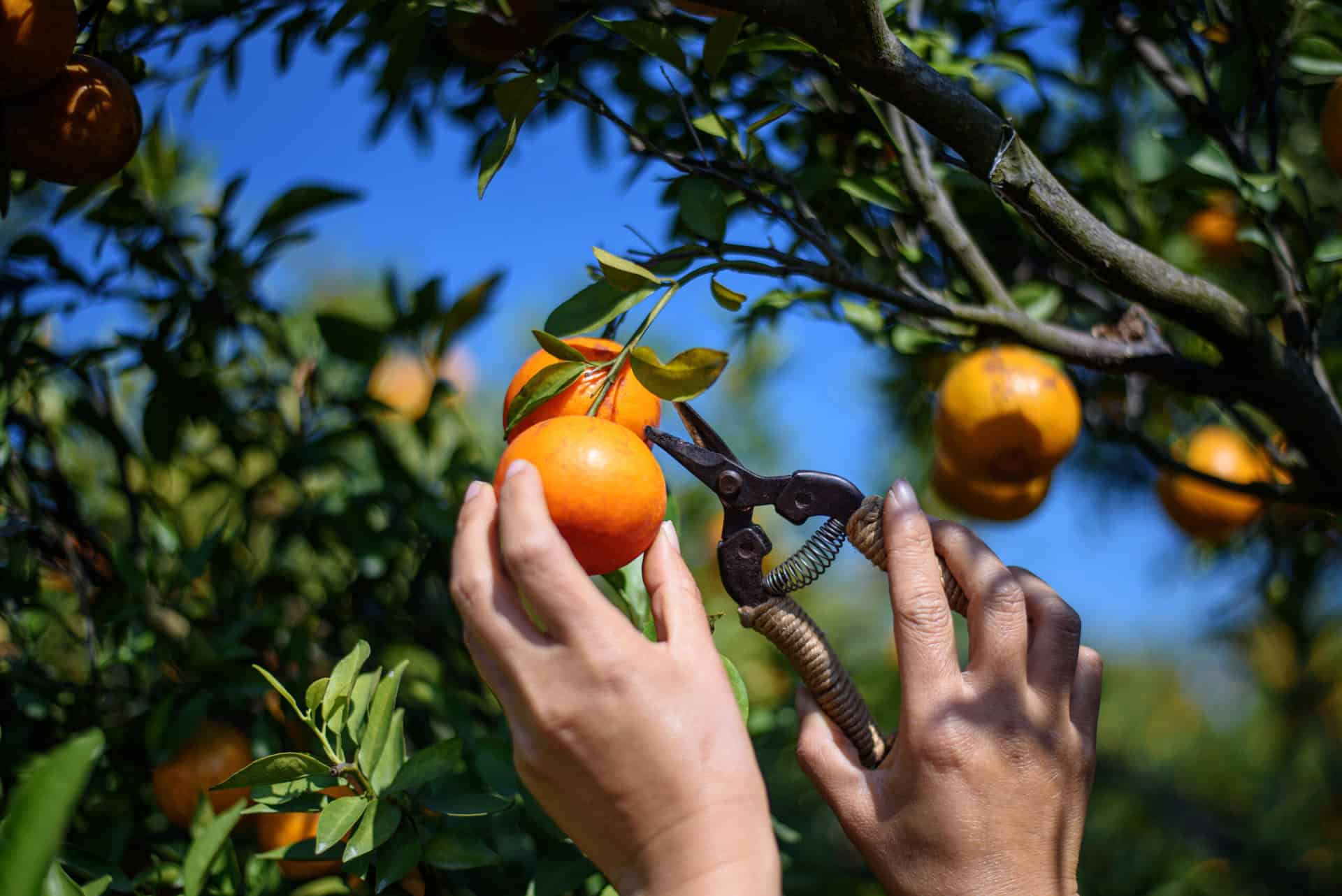 woman hand picking ripe oranges tree orange plantation ok scaled